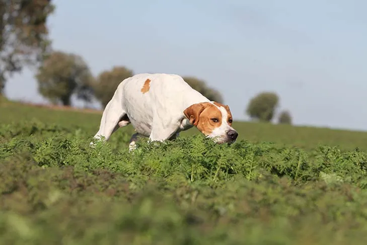 A Pointer dog in a field during a hunting activity.
