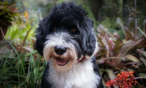 A Portuguese Water Dog with tight, dark brown curls and a happy expression