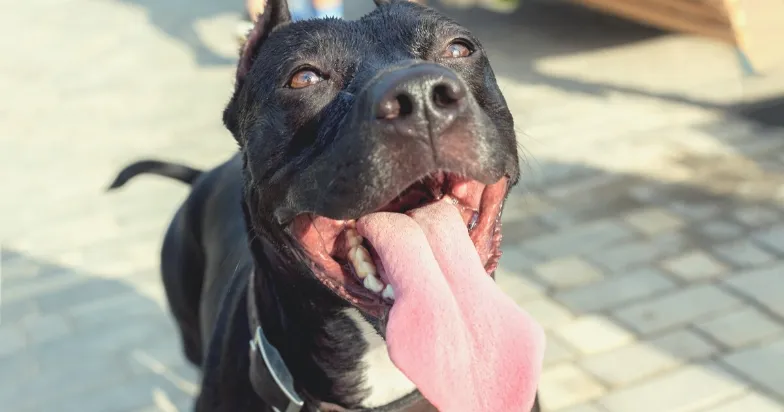 A powerful Pitbull dog with a harness, pulling on its leash during a walk