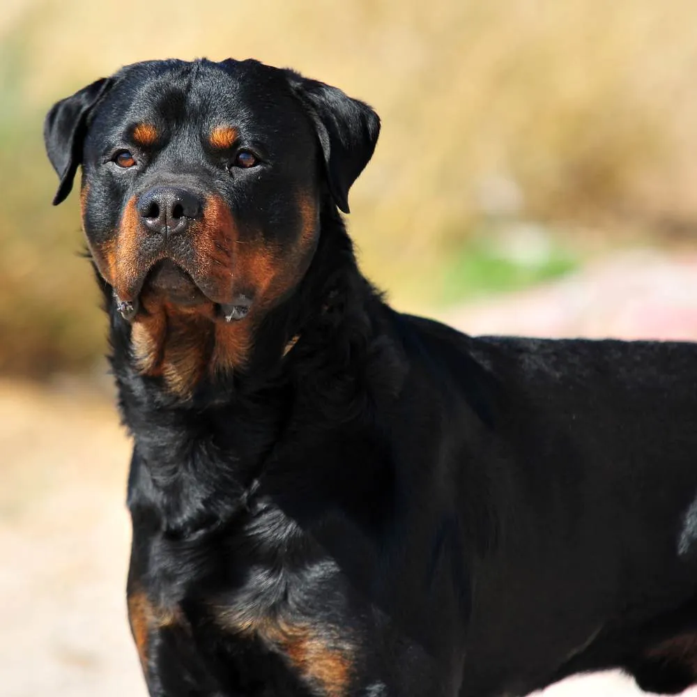 A powerful Rottweiler standing alertly outdoors