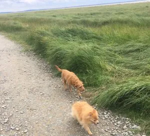 A professional dog walker with a happy Labradoodle and a Pomeranian on a lead