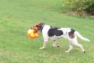 A professional dog walker with a joyful Pointer cross Foxhound in a park