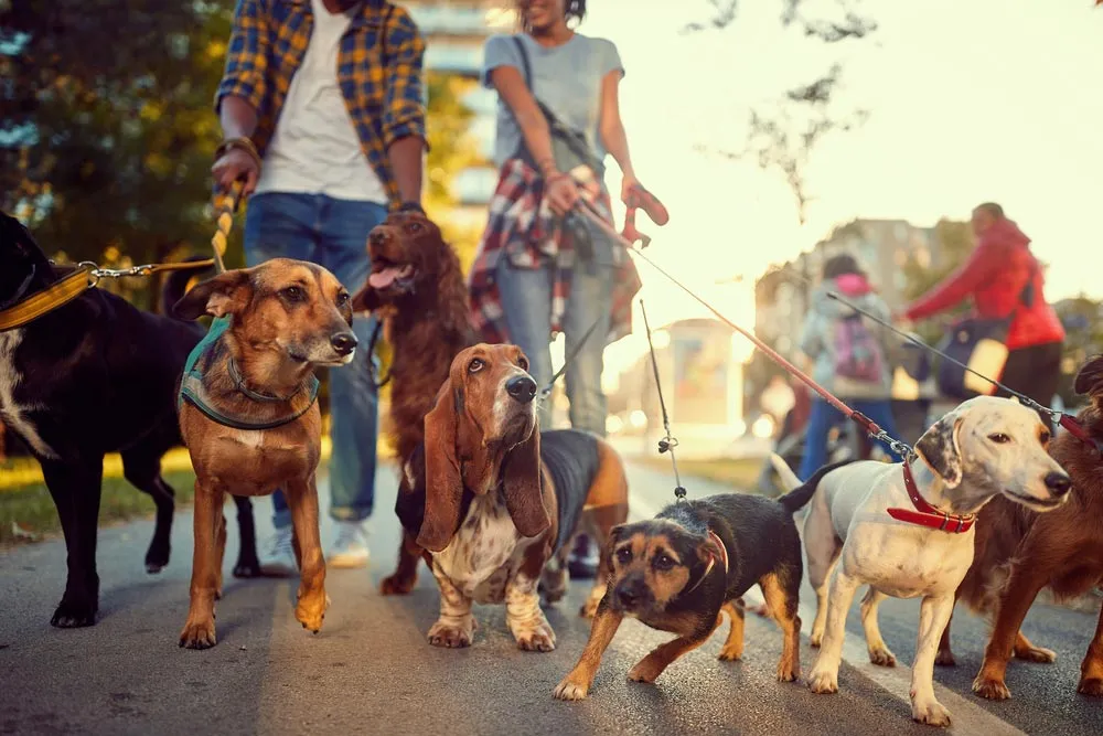 A professional dog walker with three dogs on leashes, enjoying a walk in a park.