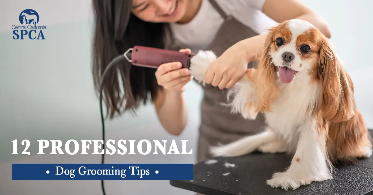 A professional groomer carefully brushes a dog's coat during a grooming session, highlighting expert care.