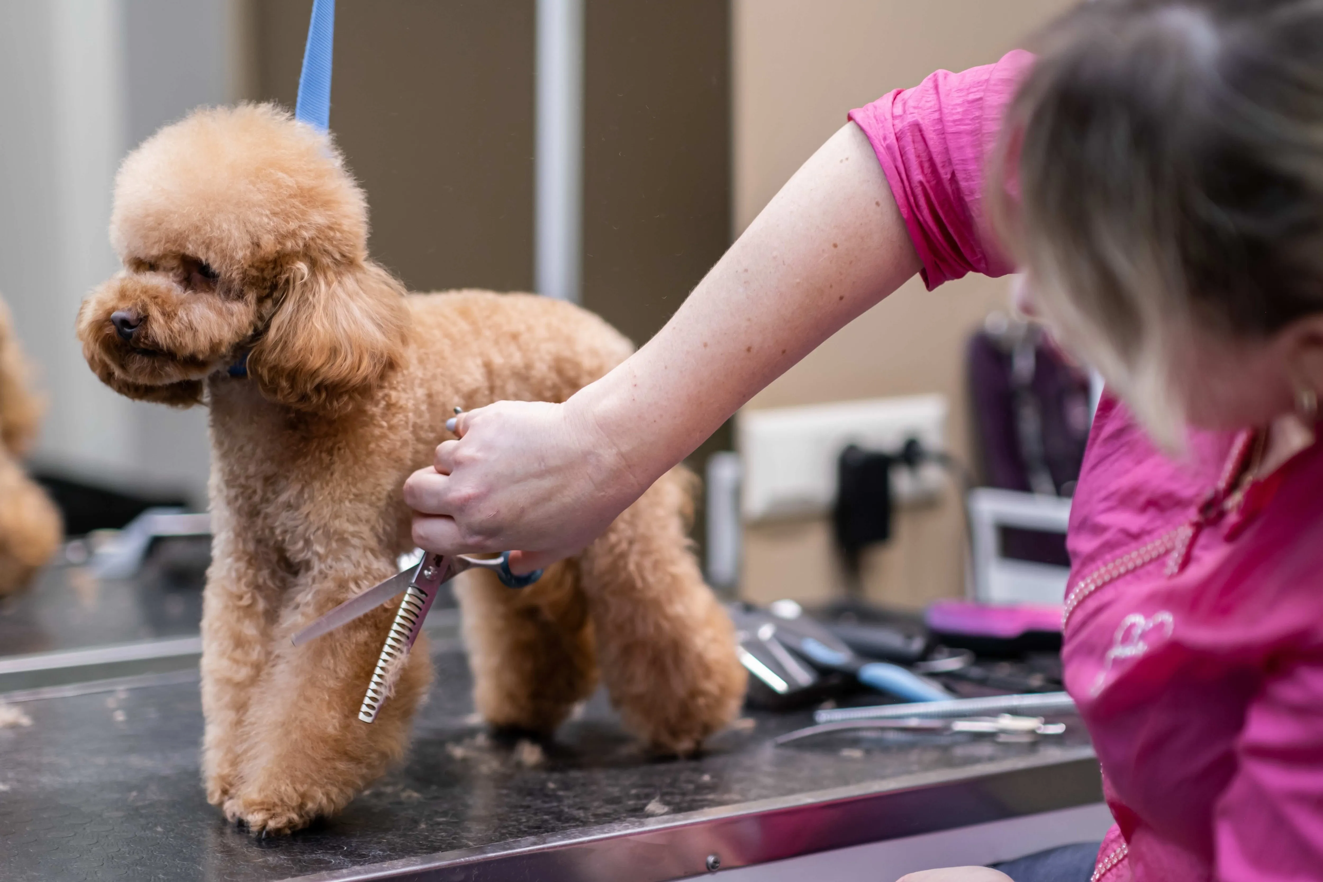 A professional groomer carefully works on a Toy Poodle's coat.