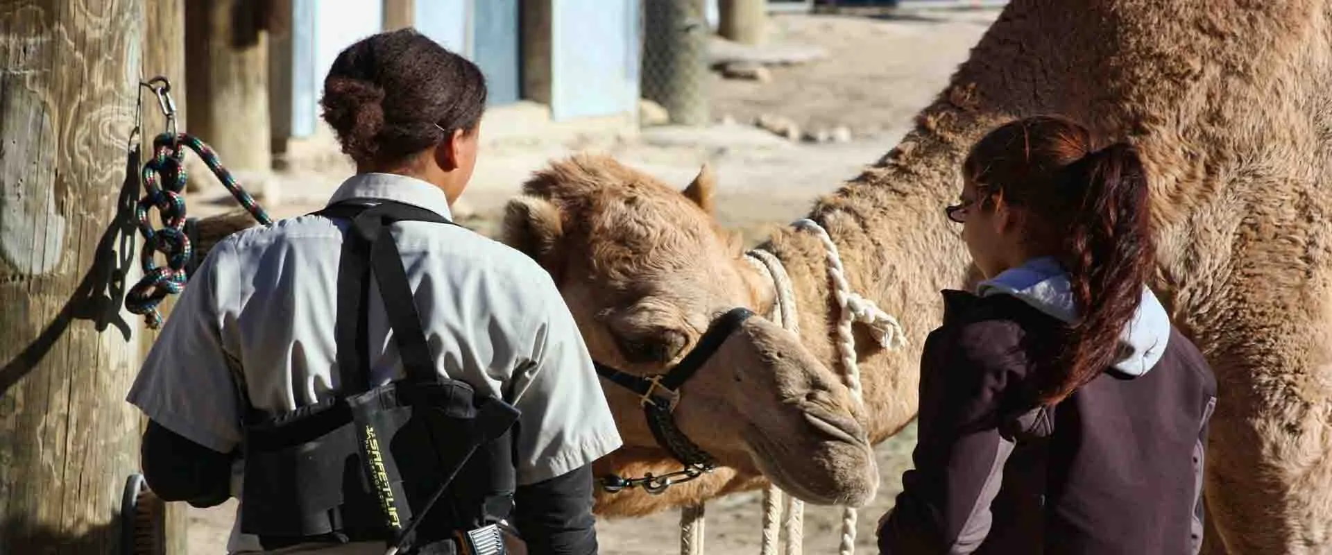 A professional interacting with a large animal, likely for medical record keeping or observation