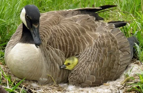 A protective male goose (gander) standing guard near its nest