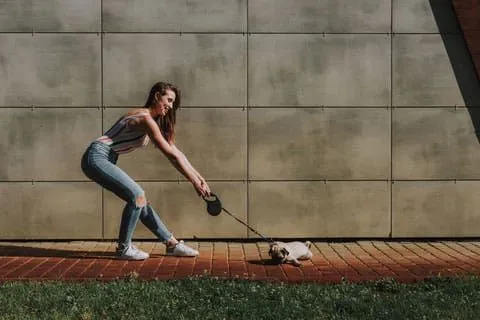 A Pug appearing to be pulled on a leash, looking uncomfortable during a walk.