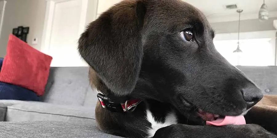 A puppy intensely licking its paws, showing signs of irritation