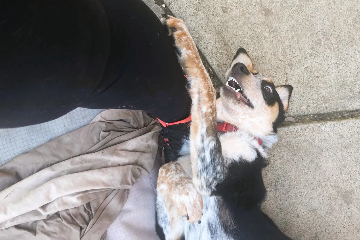 A puppy making a funny, slightly wild expression