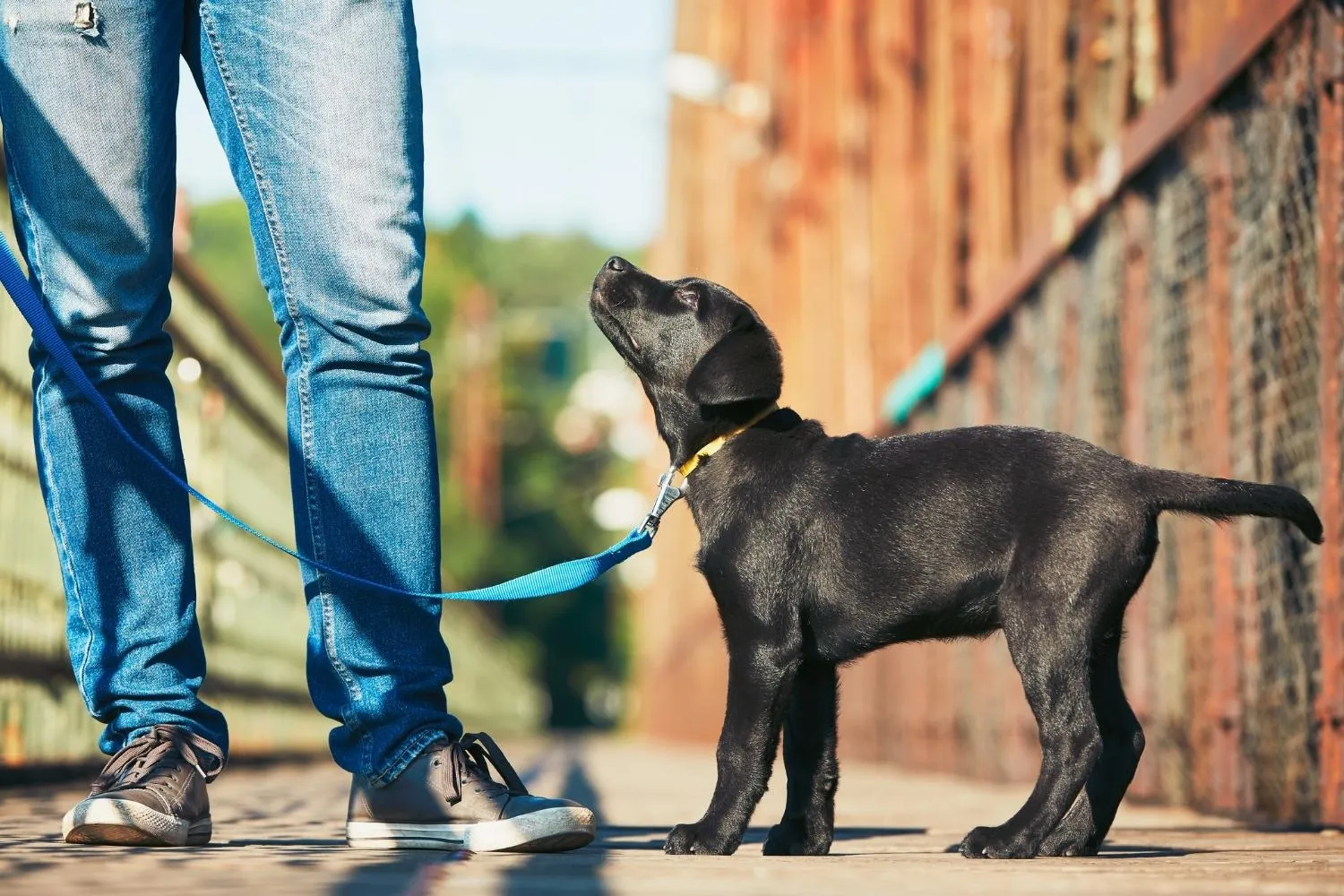 A puppy on a leash enjoying a walk, representing the joy of starting a pet care business.