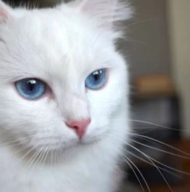 A pure white Ragdoll cat, Elsa, with striking blue eyes and a dense, luxurious coat
