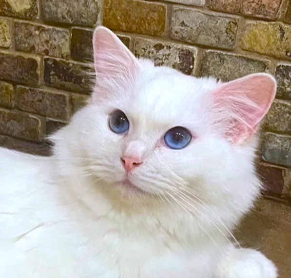 A pure white Ragdoll cat named Velvet with dark blue eyes, looking calm and serene