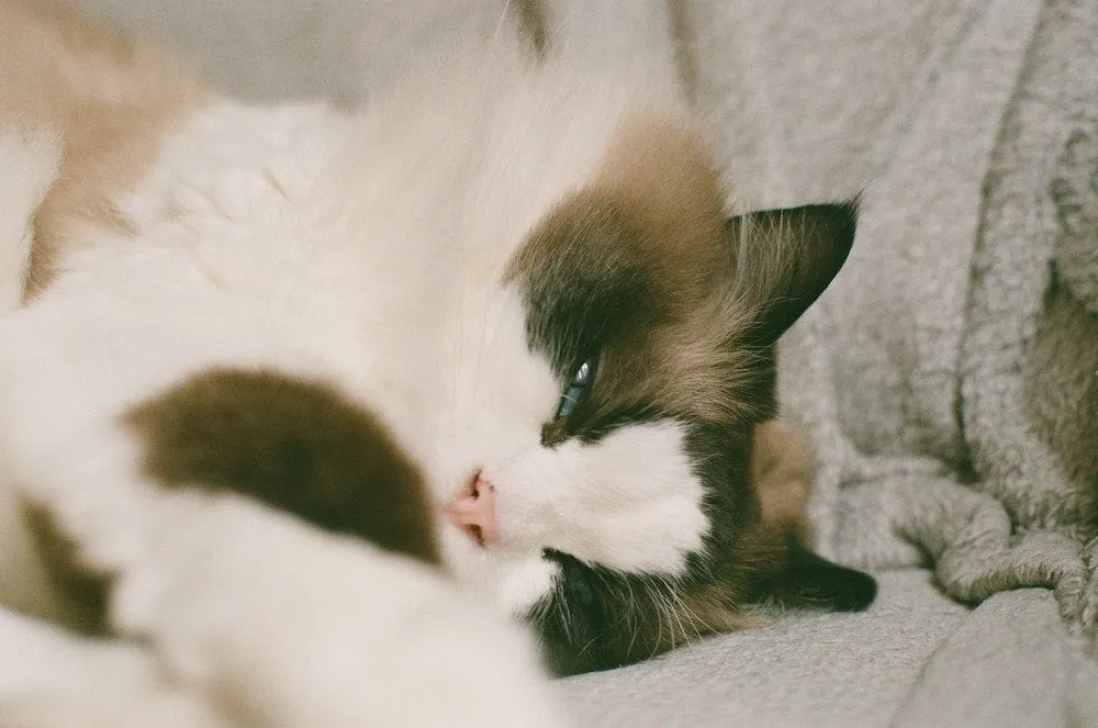 A Ragdoll cat going limp in arms, showcasing its signature calm affection