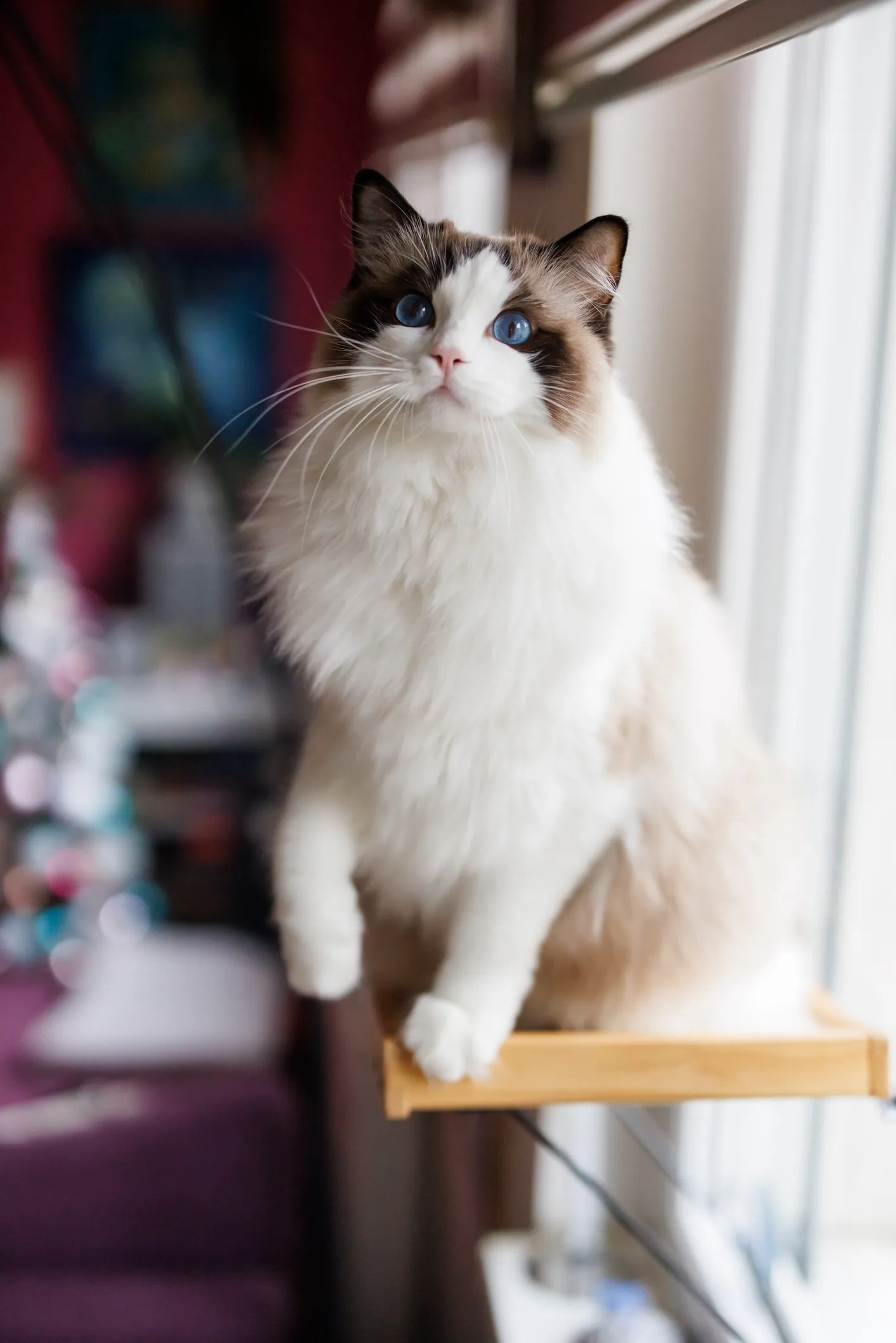 A Ragdoll cat sitting atop a cat tower, illustrating its large and plush appearance.