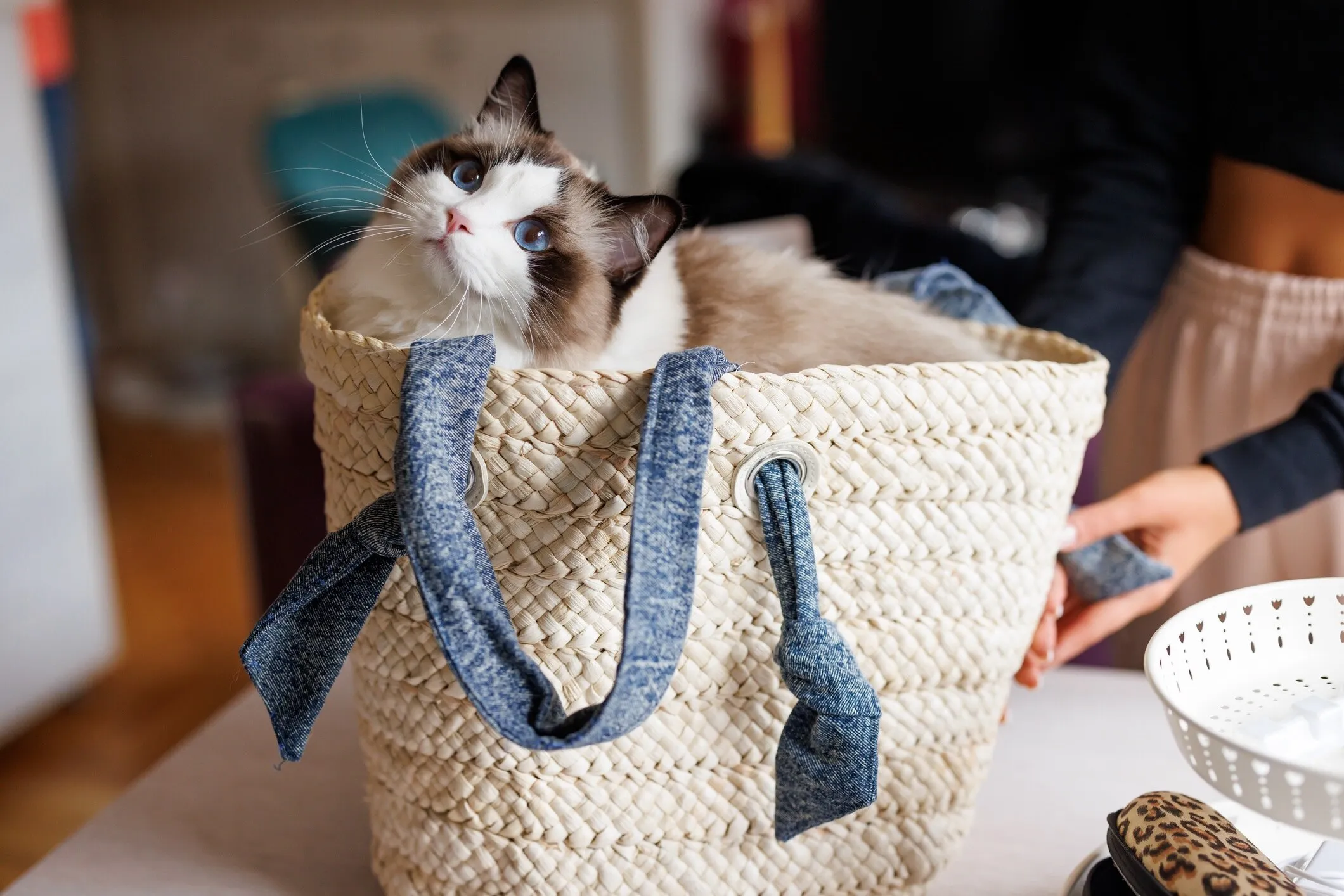A Ragdoll cat sitting comfortably in a wicker basket.