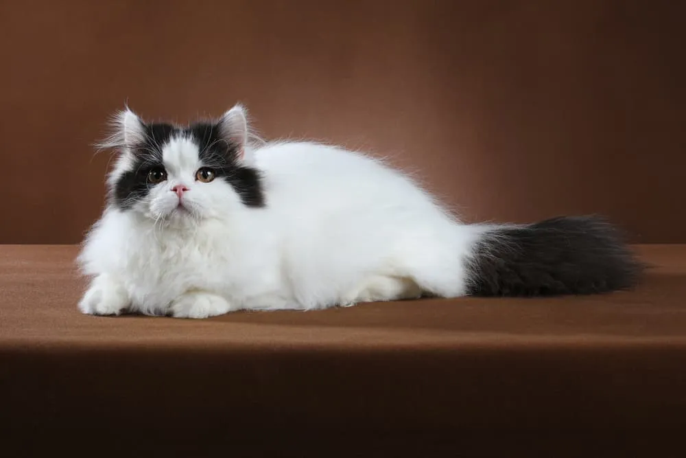 A regal black and white Persian cat with a long, fluffy coat