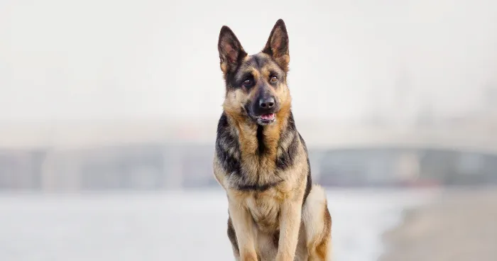 A regal German Shepherd dog standing alert