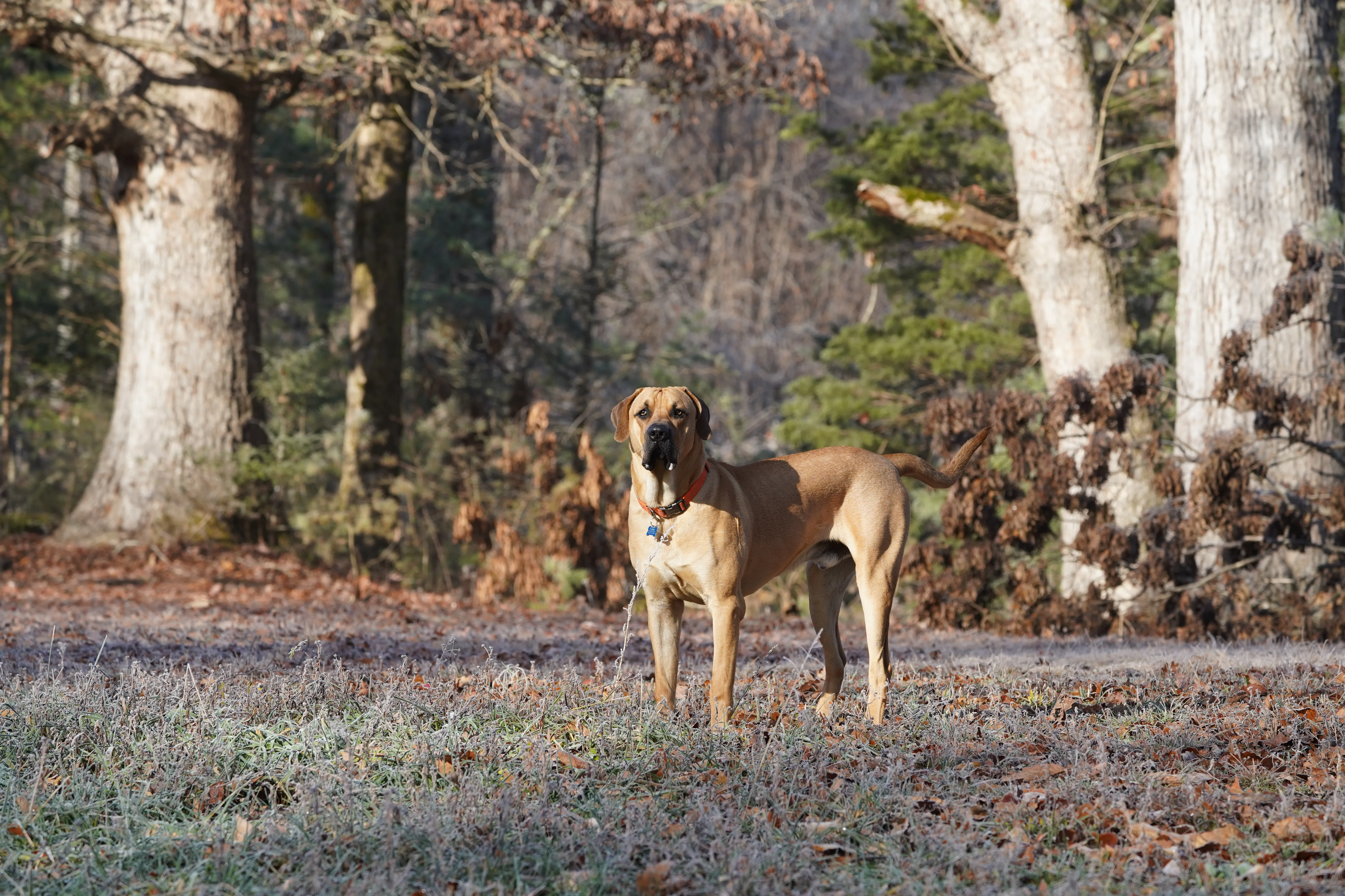 A regal-looking Black Mouth Cur dog at 9 months, standing proudly in a field