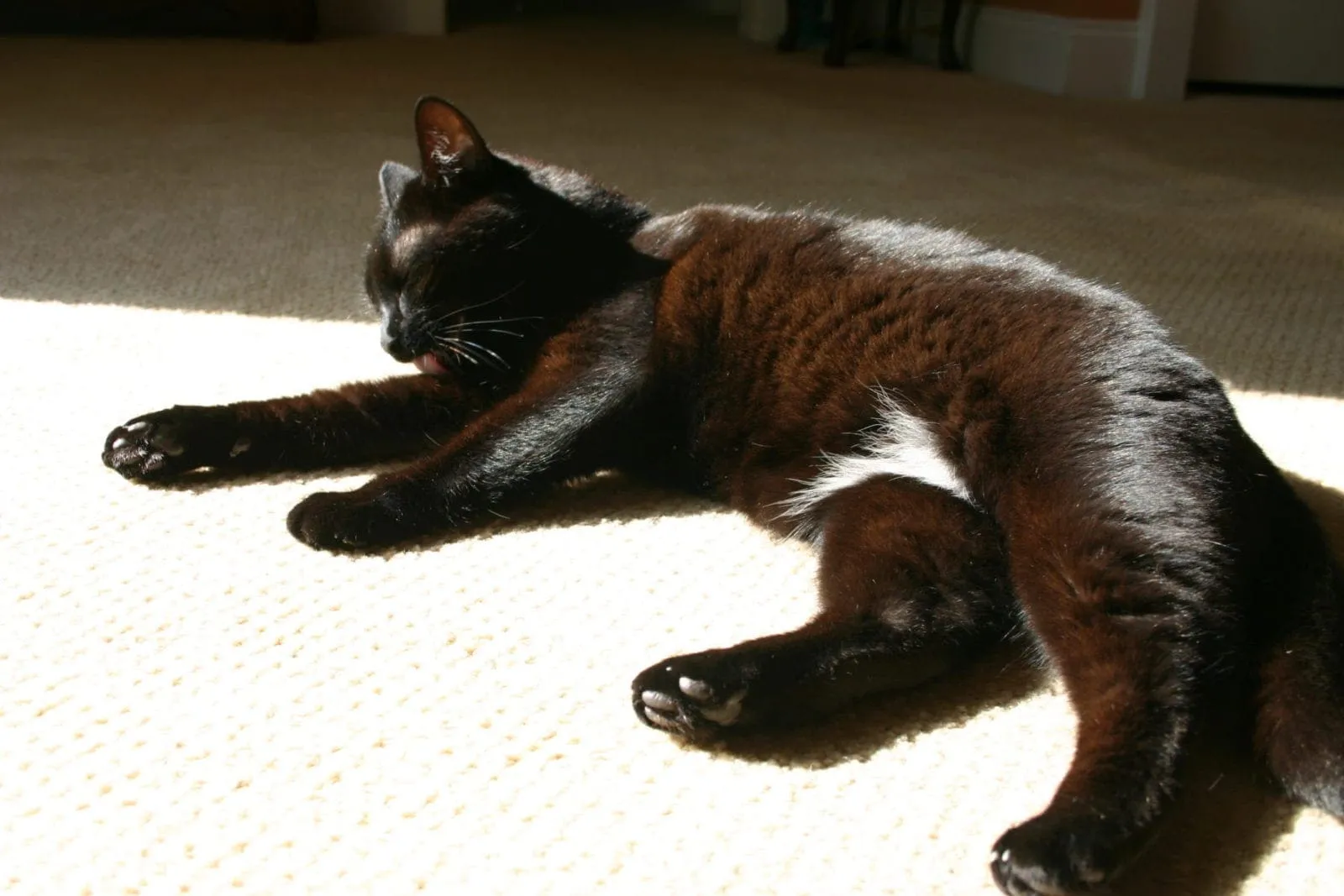 A relaxed cat lounging comfortably indoors
