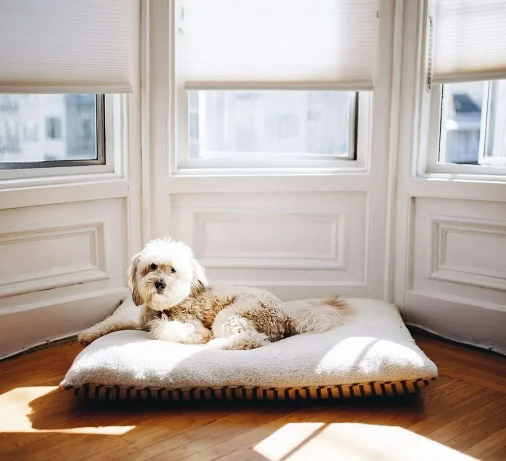A relaxed doodle dog lying on a comfortable bed in front of a bright bay window