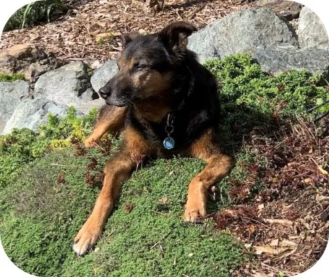 A relaxed senior dog enjoying a sunbath outdoors, sniffing the air instead of vigorous activity