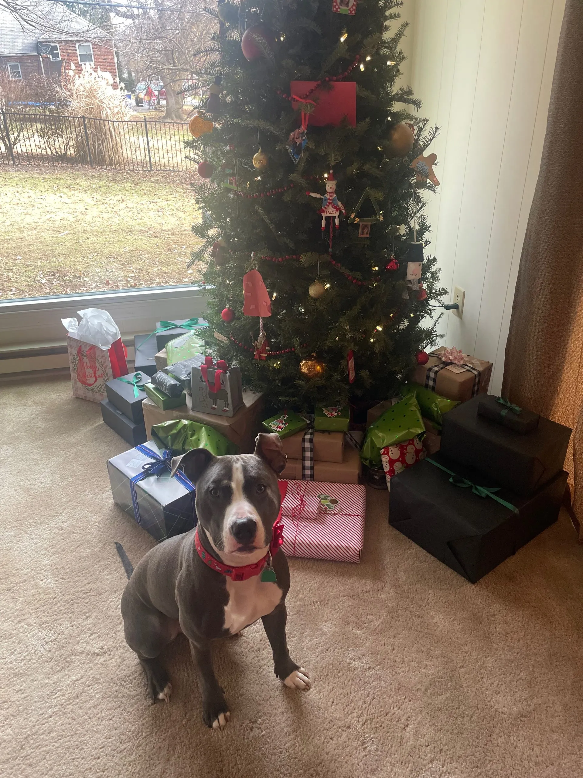 A rescue worker gently holds a Pitbull puppy, symbolizing hope amidst the challenges of rescue efforts