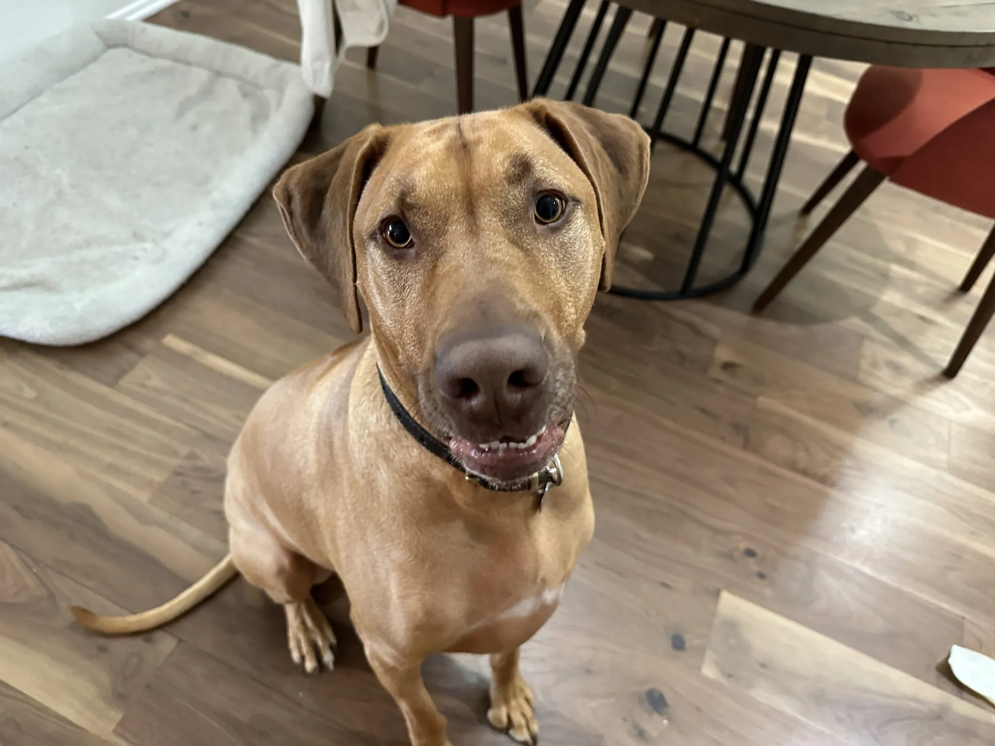 A Rhodesian Ridgeback, Cooper, looking calmly at another dog in an outdoor setting