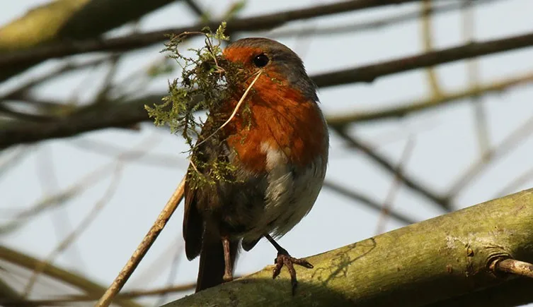 A robin carrying a clump of moss in its beak, likely for nest building.