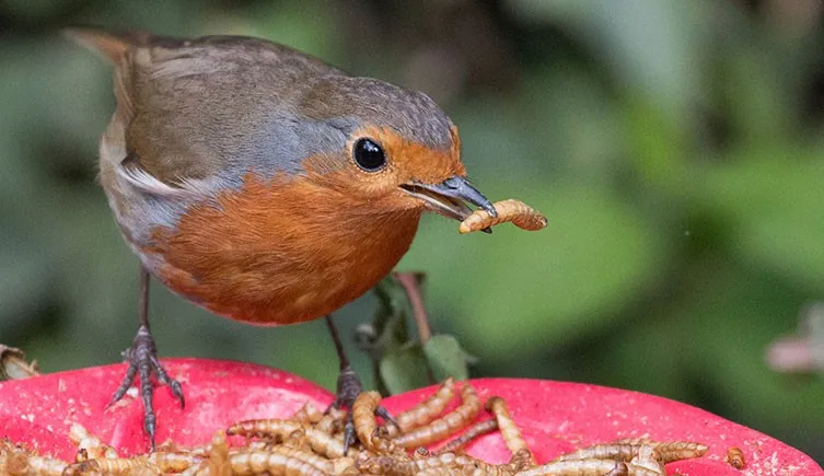 A robin feeding on a tray filled with mealworms.