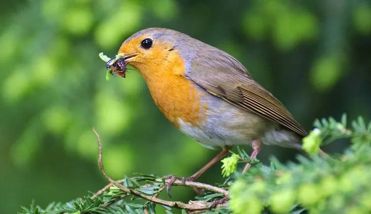 A robin holding a small invertebrate in its beak, ready to eat.
