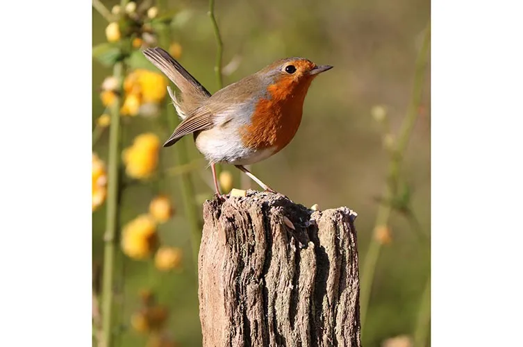 A robin perched on a wooden post, tail slightly raised, surveying its surroundings.