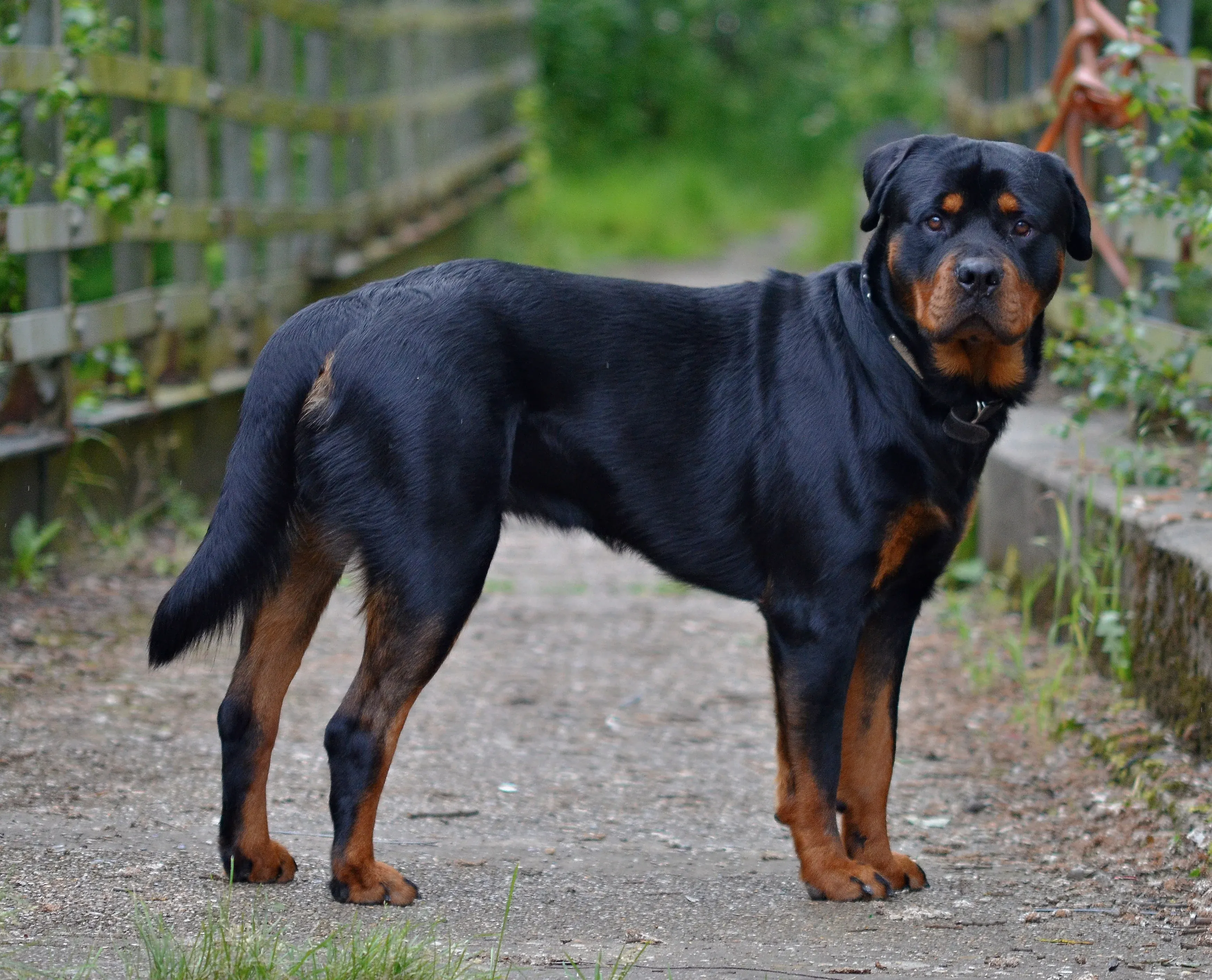 A Rottweiler looking directly at the camera
