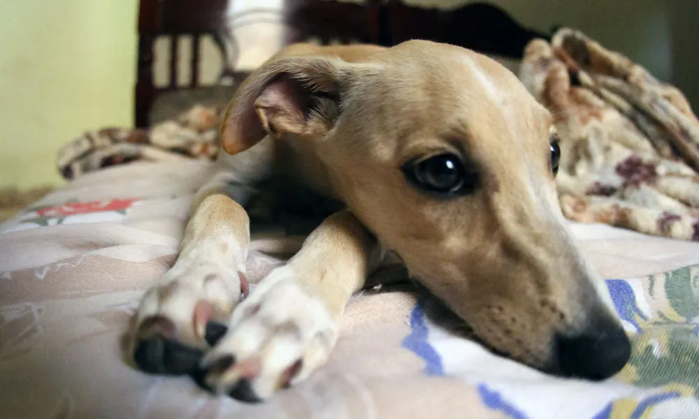 A sad-looking Whippet dog resting its head on a person's leg