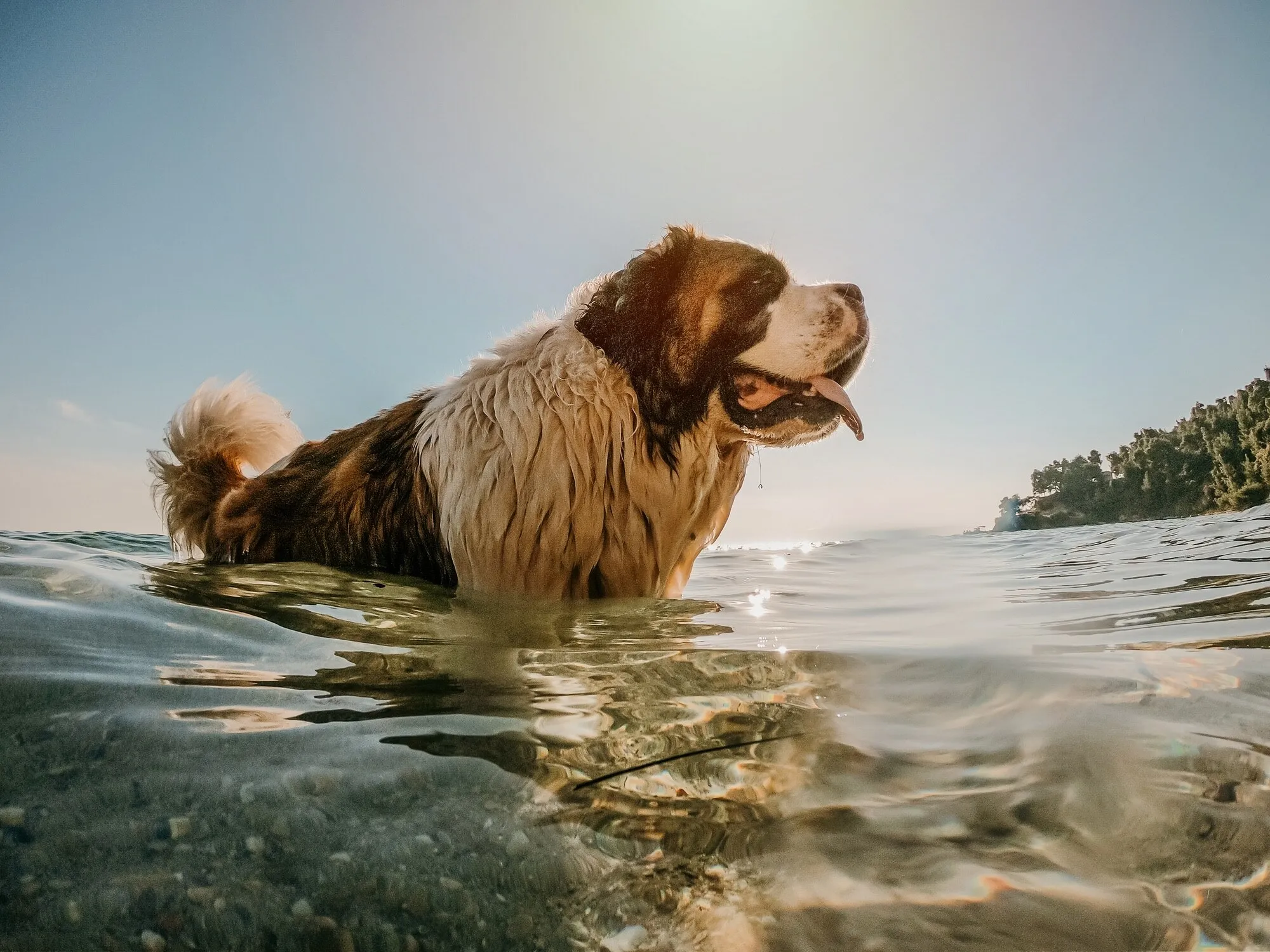 A Saint Bernard dog playfully wading in shallow water
