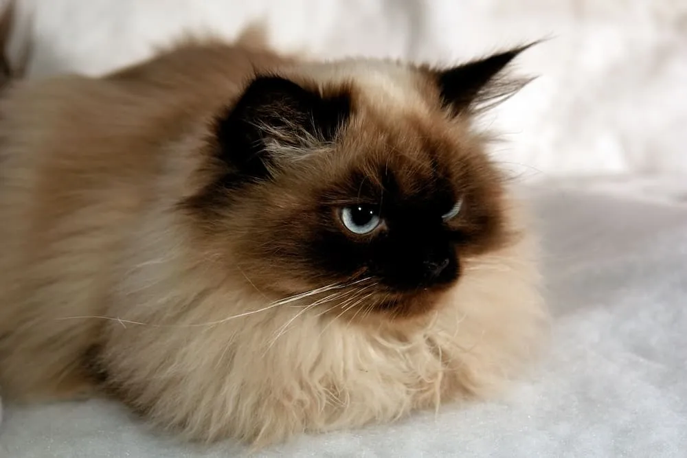 A Seal Point Himalayan cat with its characteristic dark brown points and blue eyes.