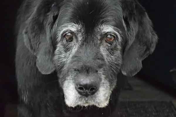 A senior black Labrador Retriever showing signs of arthritis, illustrating the impact of joint pain on older dogs
