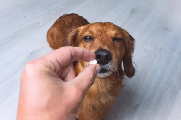 A senior Dachshund dog looking suspiciously at a pill, implying the need for better hiding