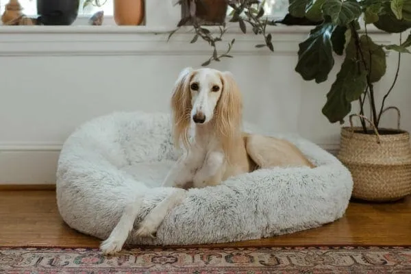 A senior dog comfortably resting in an orthopedic dog bed, showcasing the importance of supportive bedding for joint pain
