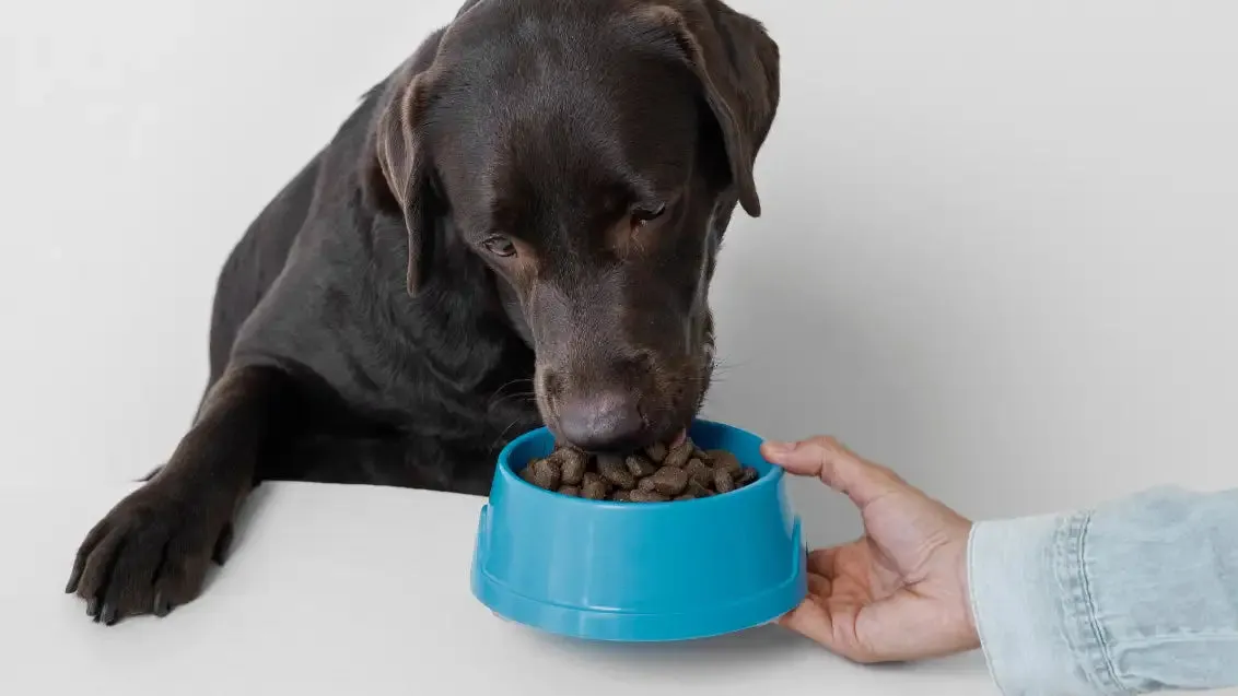A senior dog enjoying a bowl of healthy wet dog food, emphasizing soft texture for easy eating