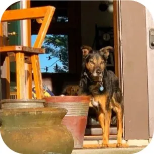 A senior dog standing still, appearing to stare into the distance, a common sign of disorientation