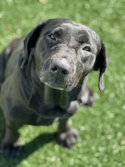 A senior mixed breed dog named Babz with a gentle expression and soft, dark fur, posing indoors