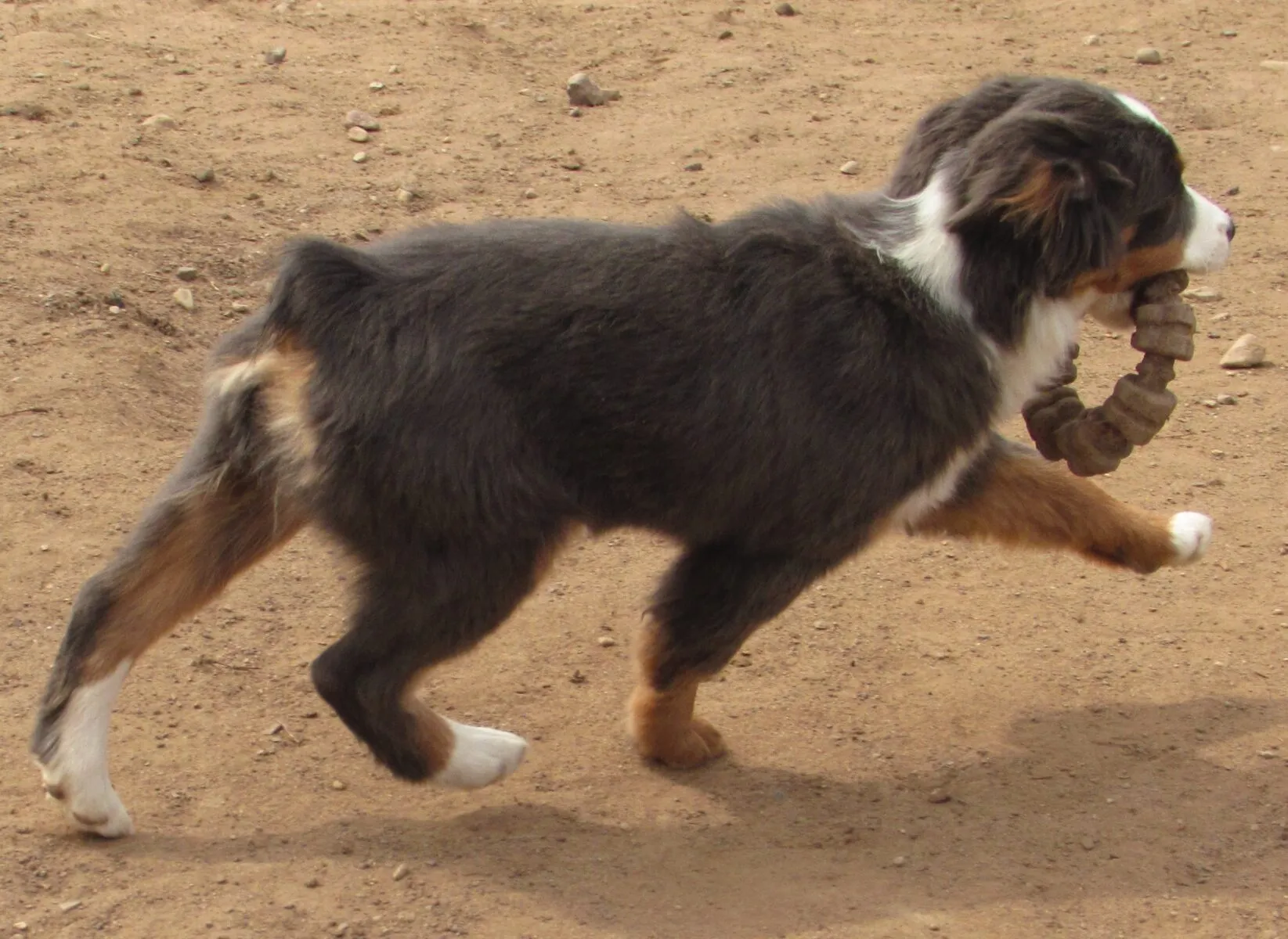 A serene dilute-colored Miniature American Shepherd female resting comfortably