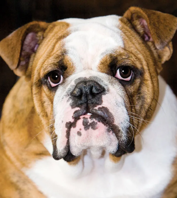A serene English Bulldog lying comfortably, looking towards the viewer.