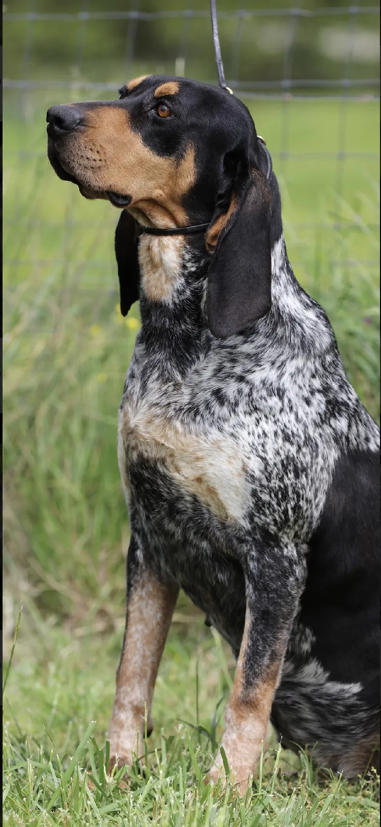 A serene moment of a Bluetick Coonhound puppy napping peacefully after a period of play.