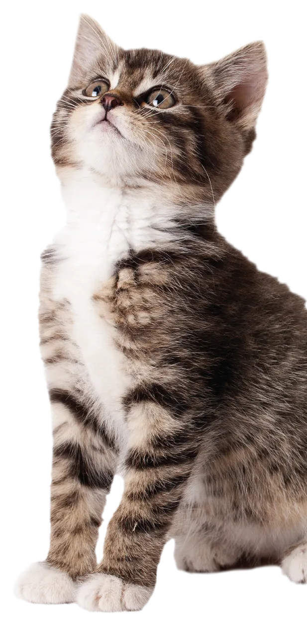 A serene tabby cat resting peacefully, observing its surroundings