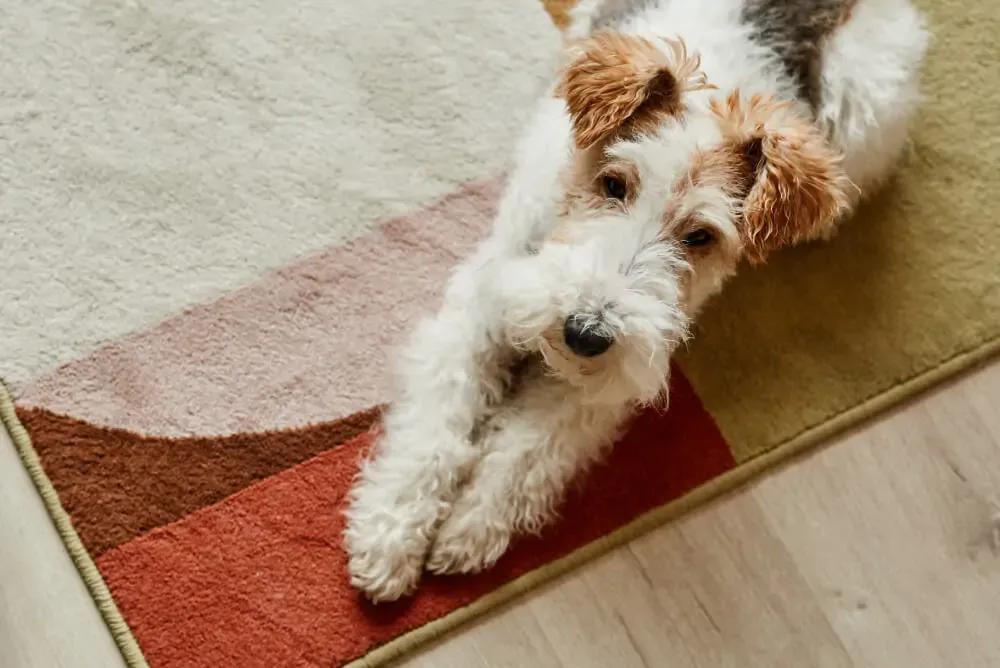 A serving of freeze-dried dog food, ready to be rehydrated or given dry, highlighting convenience and nutritional benefits.