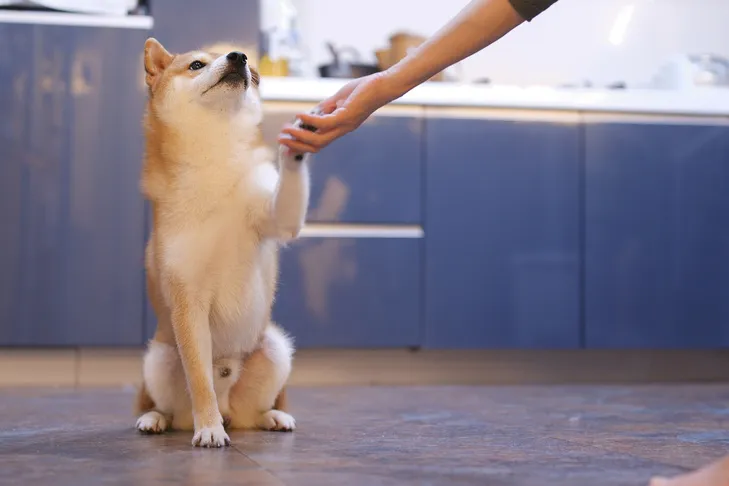 A Shiba Inu dog extending its paw to shake hands indoors