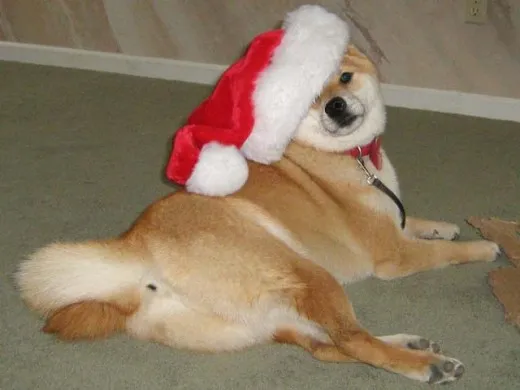 A Shiba Inu will never be a model citizen but he will most surely make you laugh and smile