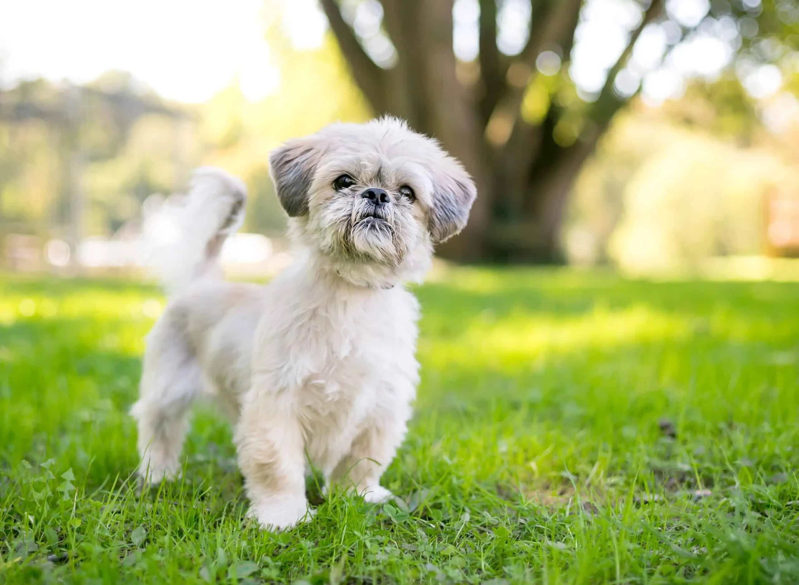A Shih Tzu dog looking curiously at a bowl of kibble.